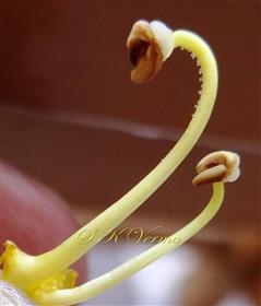  Small and Large Stamens